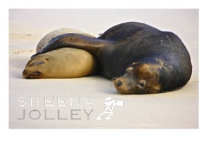  Galapagos Sea Lion   cow  pup  sandy beaches  bonding  Hood Island  Galapagos  flipper   control  protect her pup  IUCN Red List  Endangered. Seal Safe.jpg Seal Safe.jpg Seal Safe.jpg Seal Safe.jpg